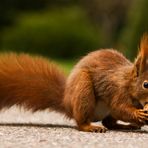 Eichhörnchen - Hörnchen - Nagetier - Nuss - Fressen