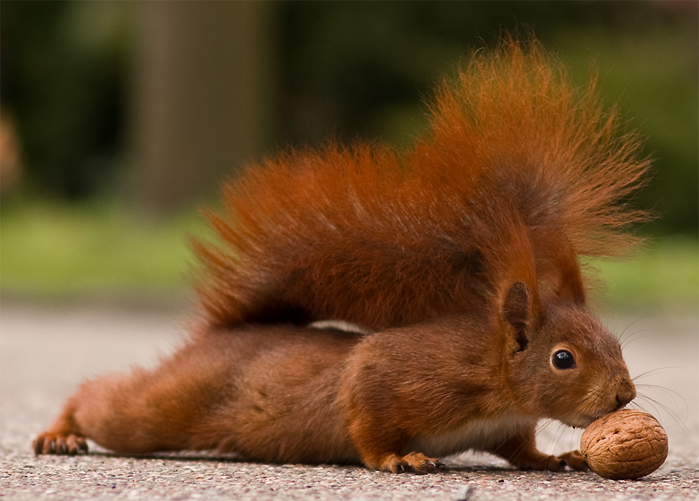 Eichhörnchen - Hörnchen - Nagetier - Nuss - Liegestütz