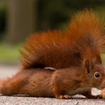 Eichhörnchen - Hörnchen - Nagetier - Nuss - Liegestütz