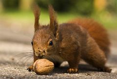 Eichhörnchen - Hörnchen - Nagetier - Nuss - Liegestütz