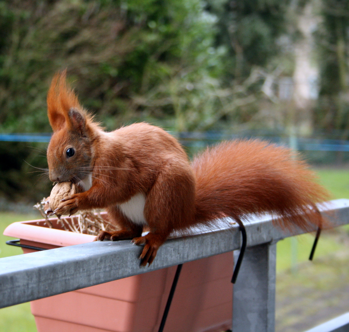Eichhörnchen holt sein Futter vom Balkon