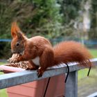 Eichhörnchen holt sein Futter vom Balkon