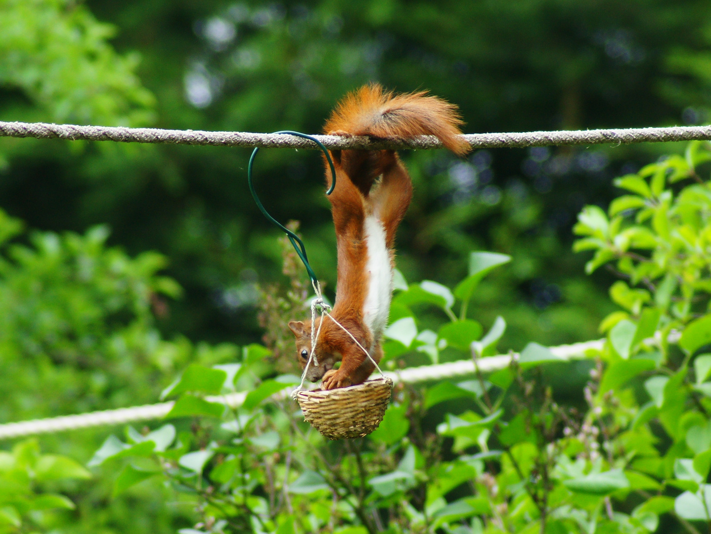 Eichhörnchen holt sich die Walnuss aus dem Körbchen