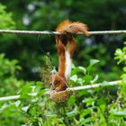 Eichhörnchen holt sich die Walnuss aus dem Körbchen