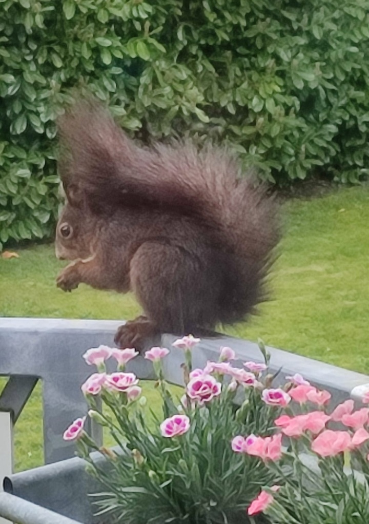 Eichhörnchen holt sich immer Nüsse ab