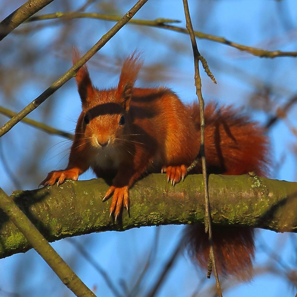 Eichhörnchen (I)