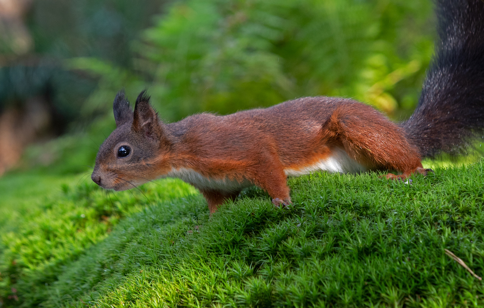 Eichhörnchen I