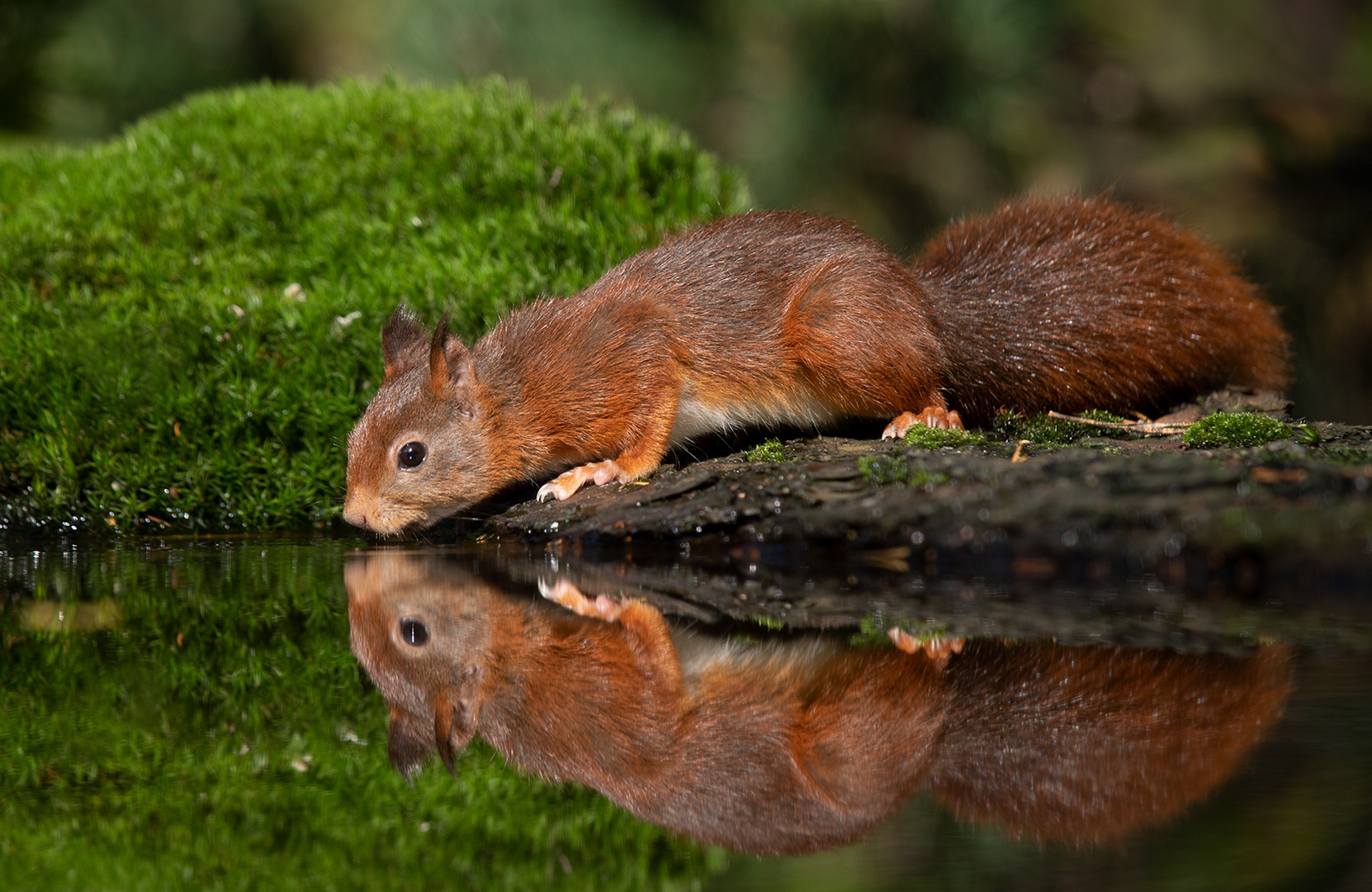 Eichhörnchen II