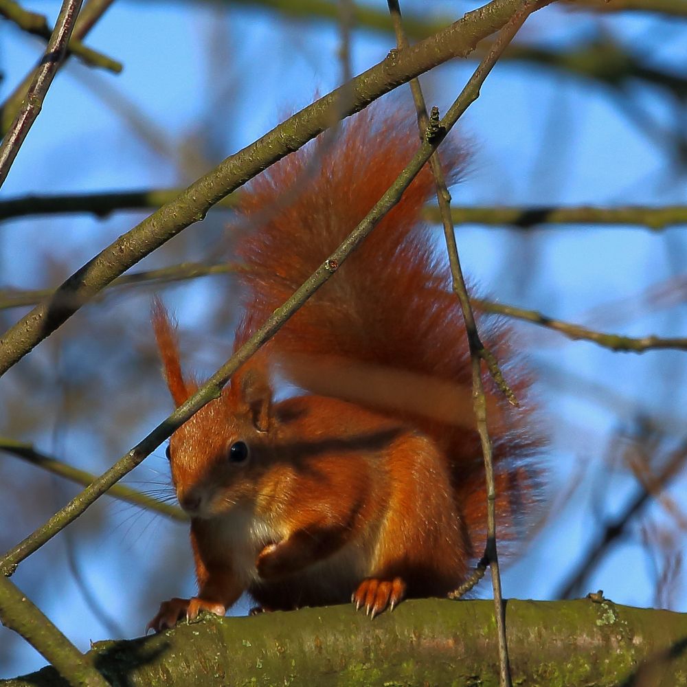 Eichhörnchen (II)