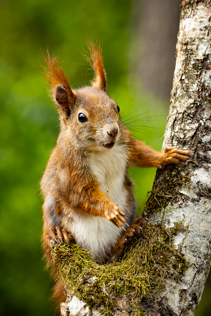 Eichhörnchen II