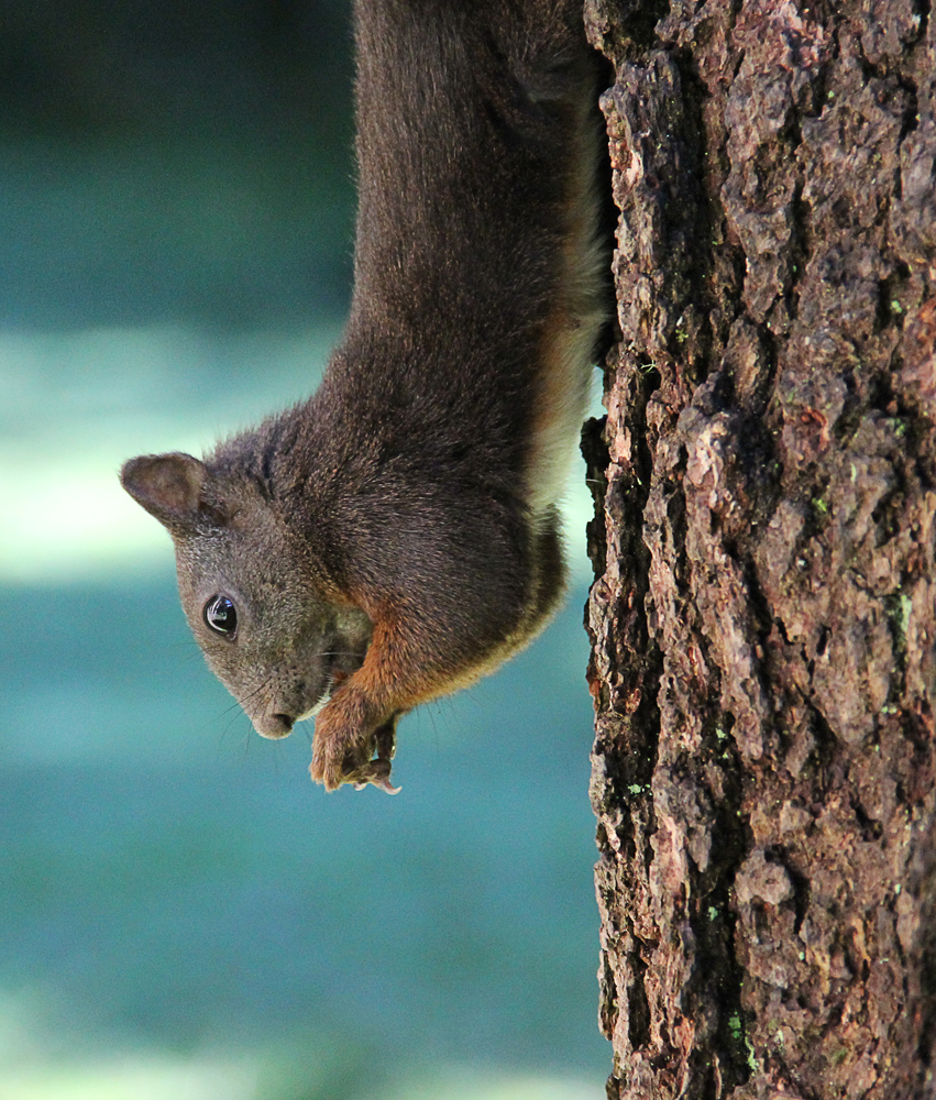 Eichhörnchen II