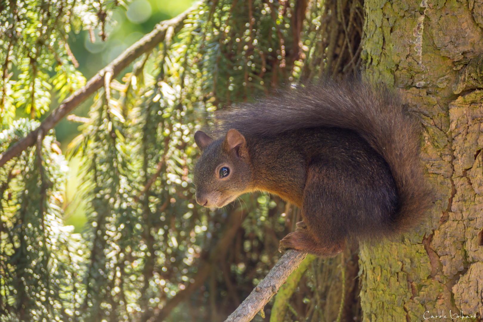 Eichhörnchen II