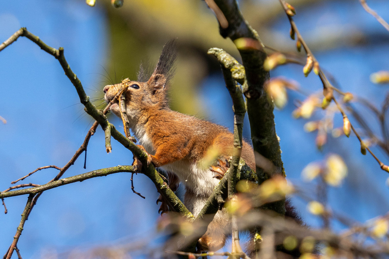 Eichhörnchen II