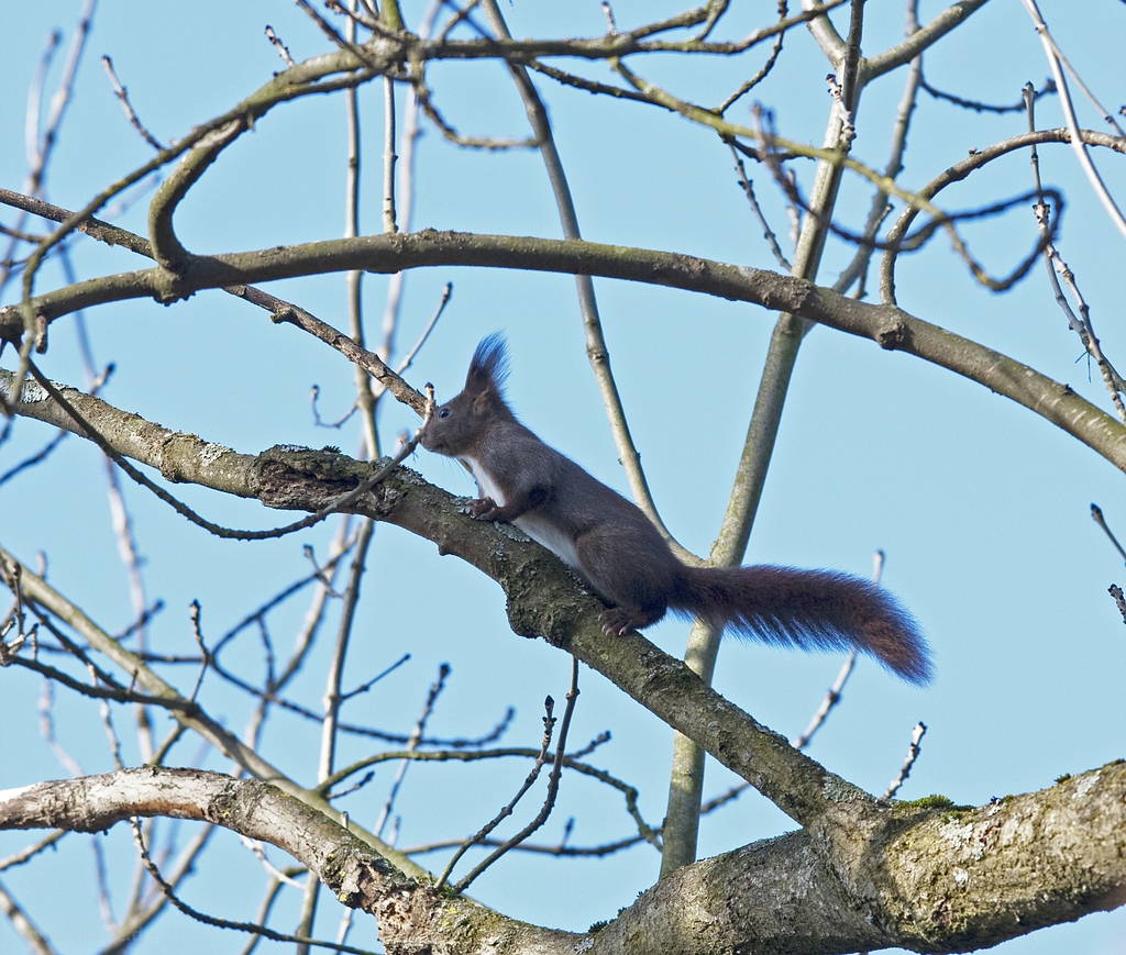 Eichhörnchen II