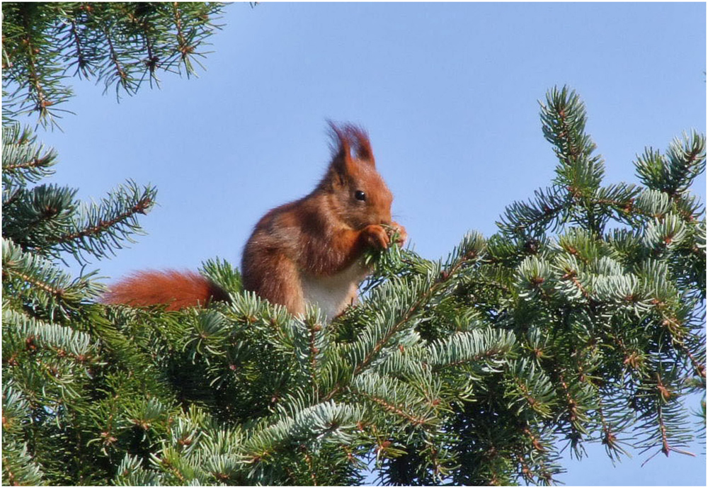 Eichhörnchen II