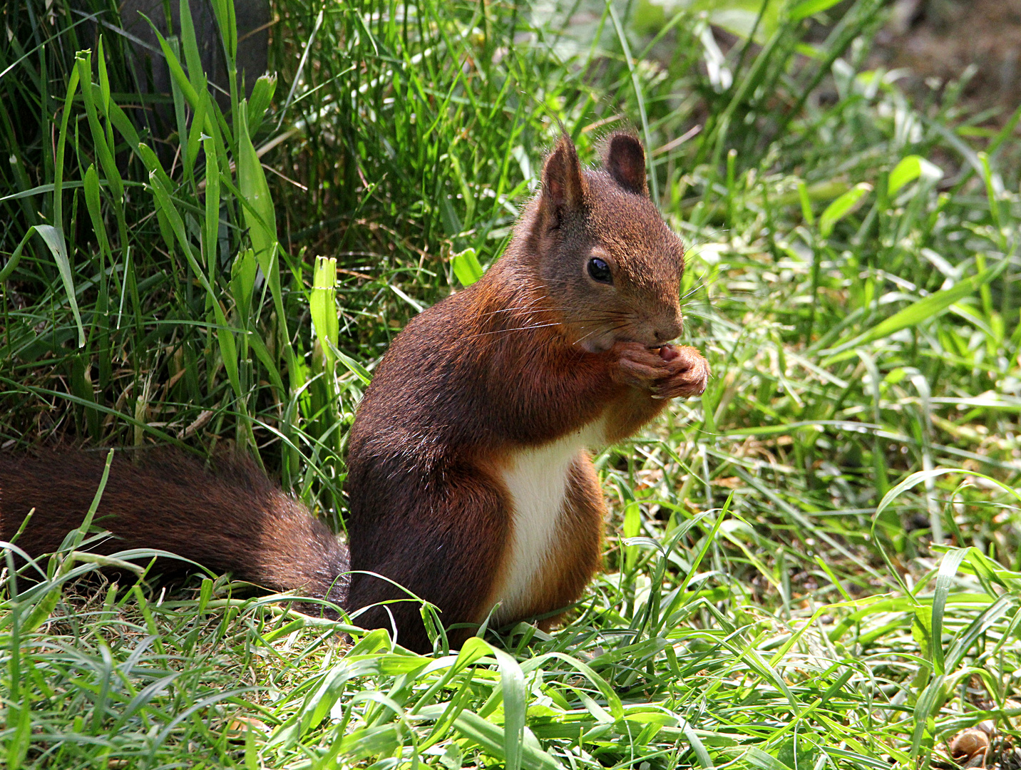 Eichhörnchen II