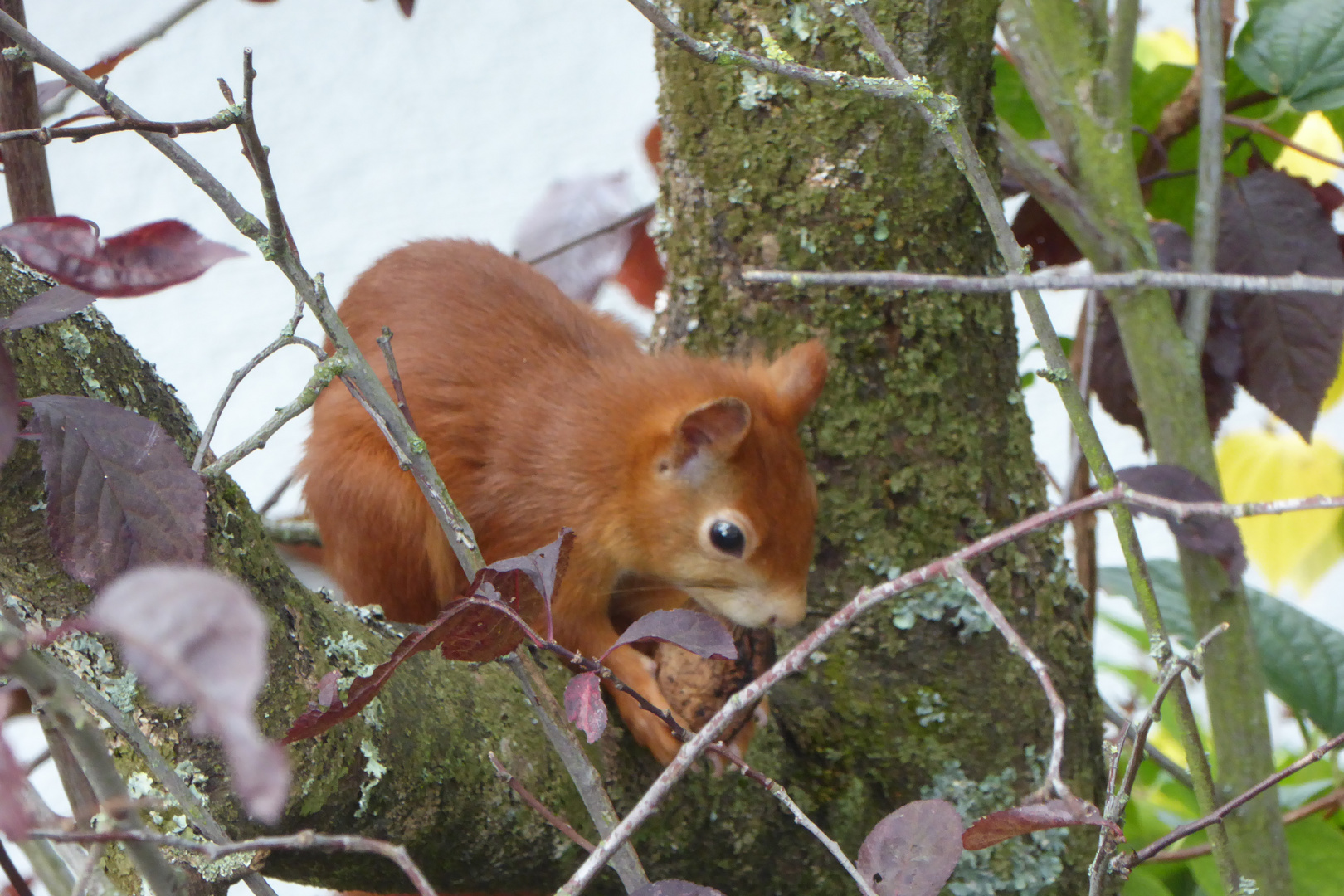 Eichhörnchen II