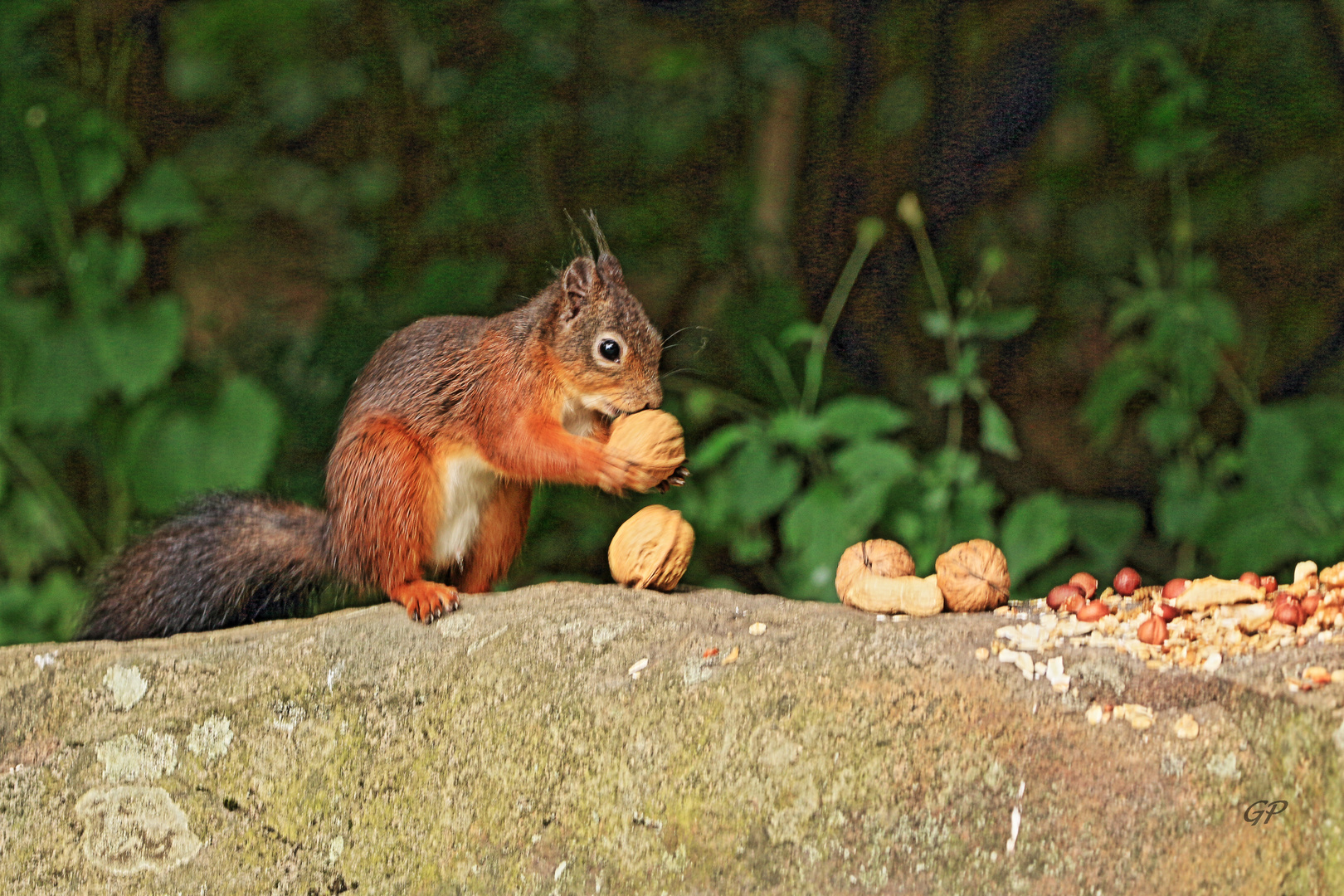 Eichhörnchen III