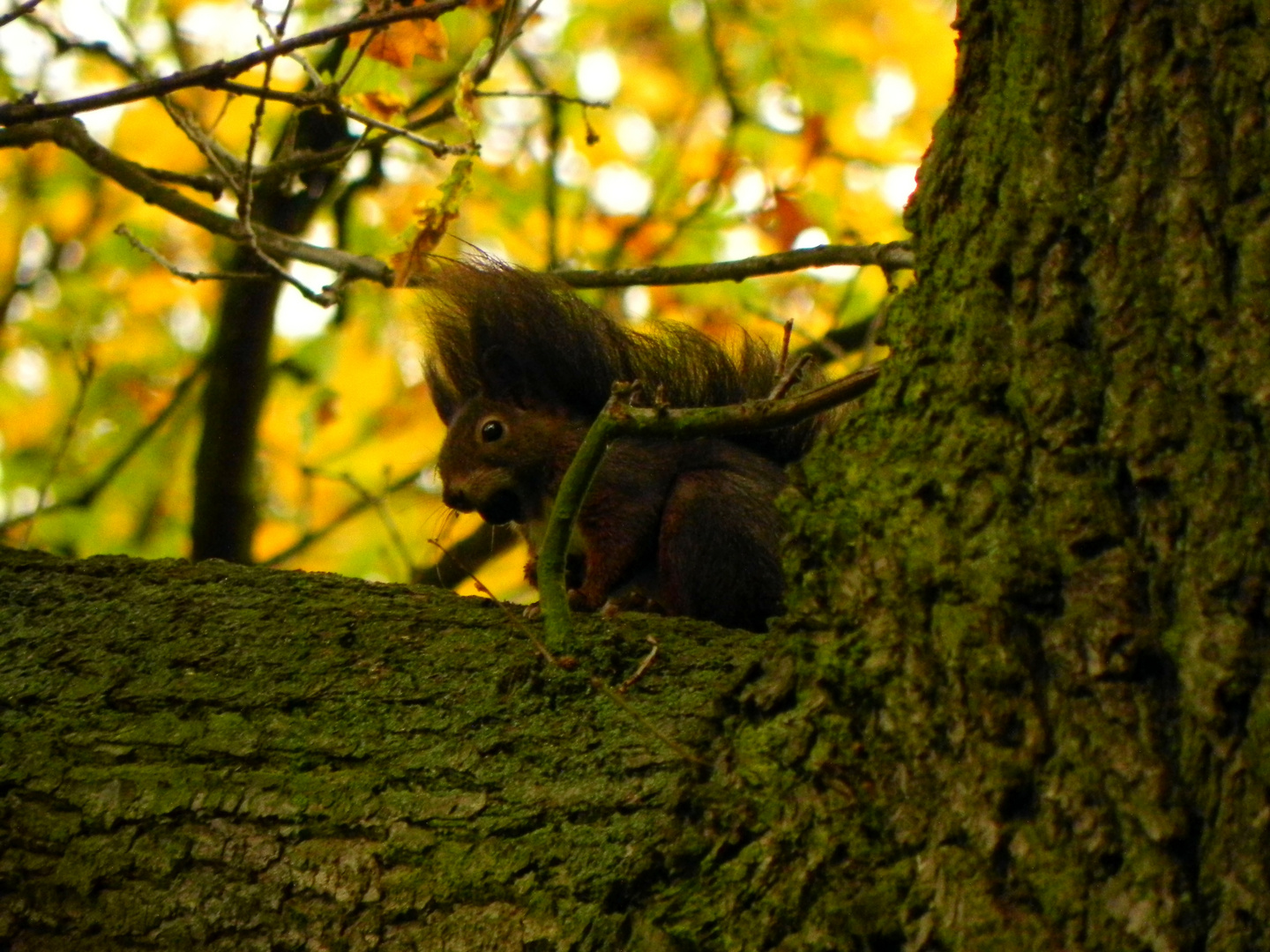 Eichhörnchen III