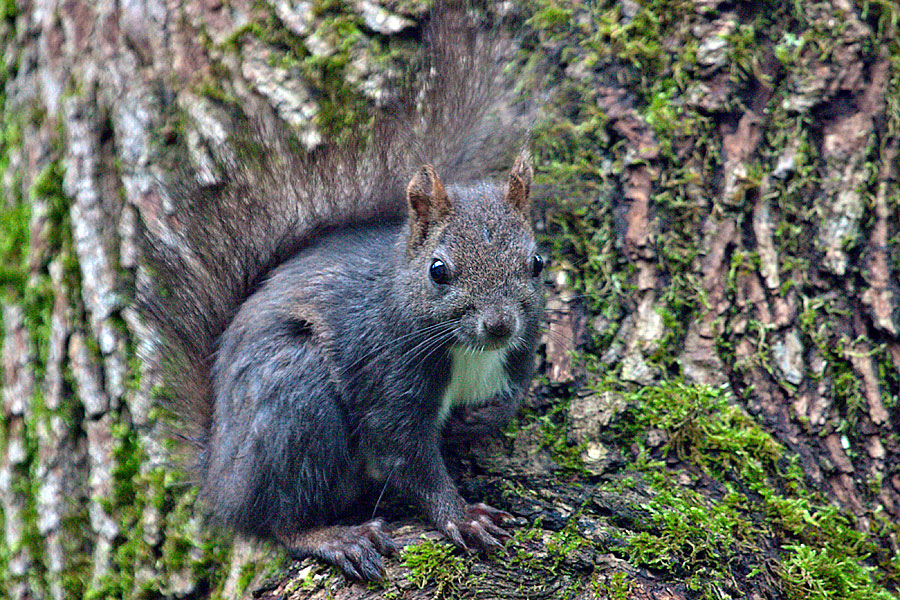 Eichhoernchen III