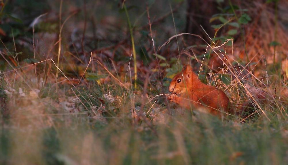 Eichhörnchen im Abendrot