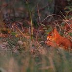 Eichhörnchen im Abendrot