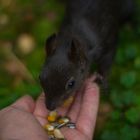 Eichhörnchen im Allgäu bei der Futtersuche