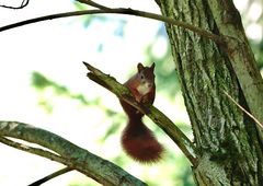 Eichhörnchen im Ansitz