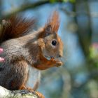 Eichhörnchen im Apfelbaum