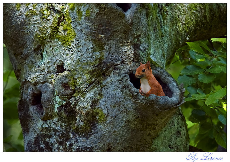 Eichhörnchen im Astloch