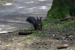 Eichhörnchen im Auwald