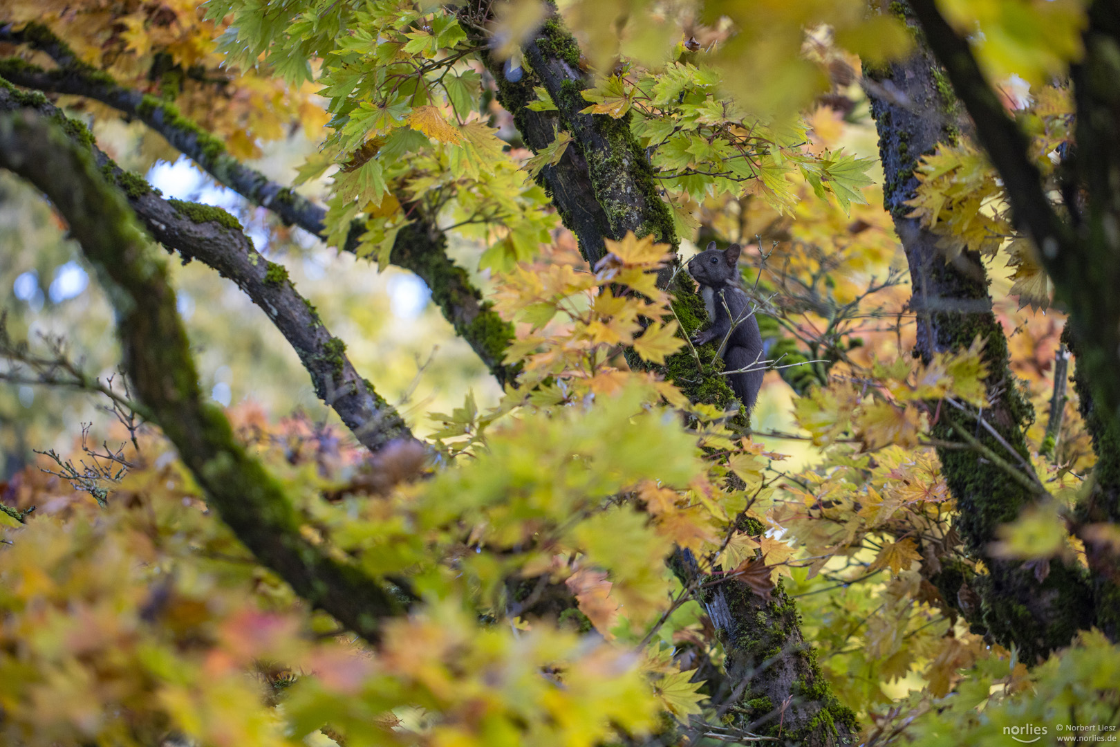 Eichhörnchen im Baum