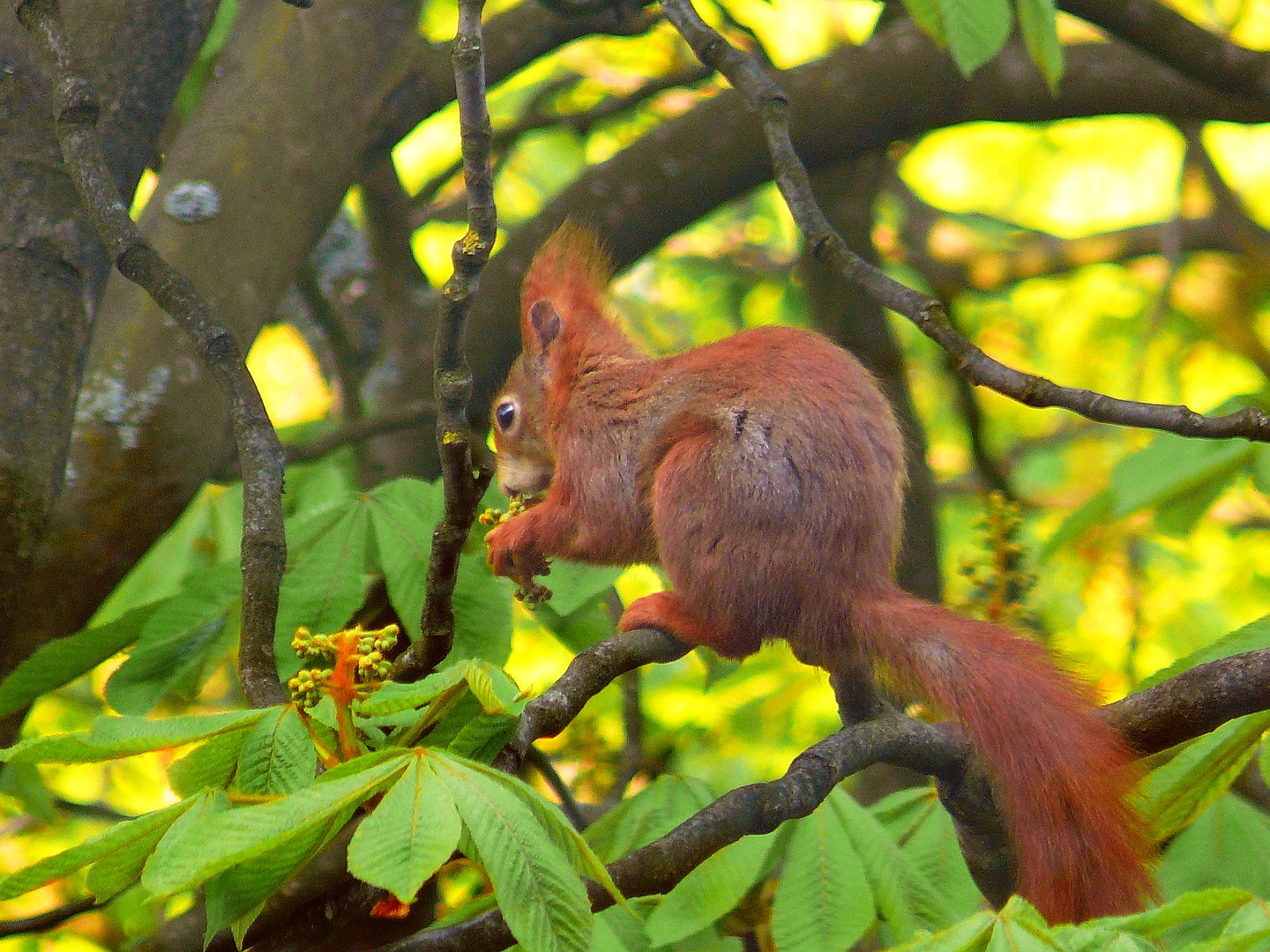 Eichhörnchen im Baum 2