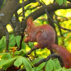 Eichhörnchen im Baum 2