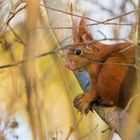 "Eichhörnchen im Baum 2023"