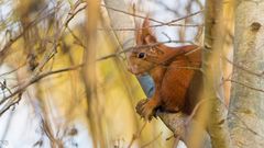 "Eichhörnchen im Baum 2023"