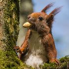 "Eichhörnchen im Baum 2023"