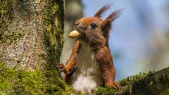 "Eichhörnchen im Baum 2023"