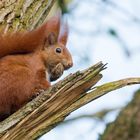 "Eichhörnchen im Baum 2024"