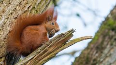 "Eichhörnchen im Baum 2024"