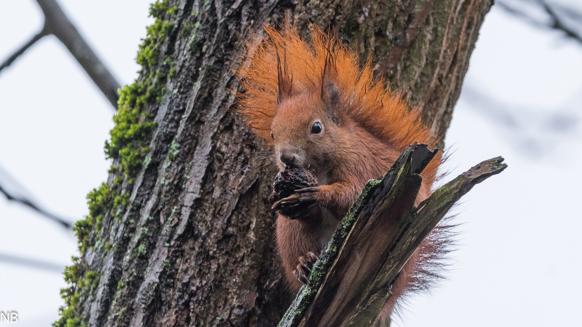 "Eichhörnchen im Baum 2024"