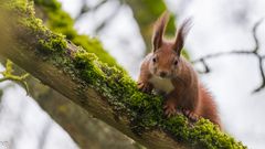 "Eichhörnchen im Baum 2024"