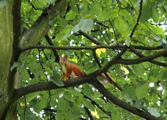 Eichhörnchen im Baum