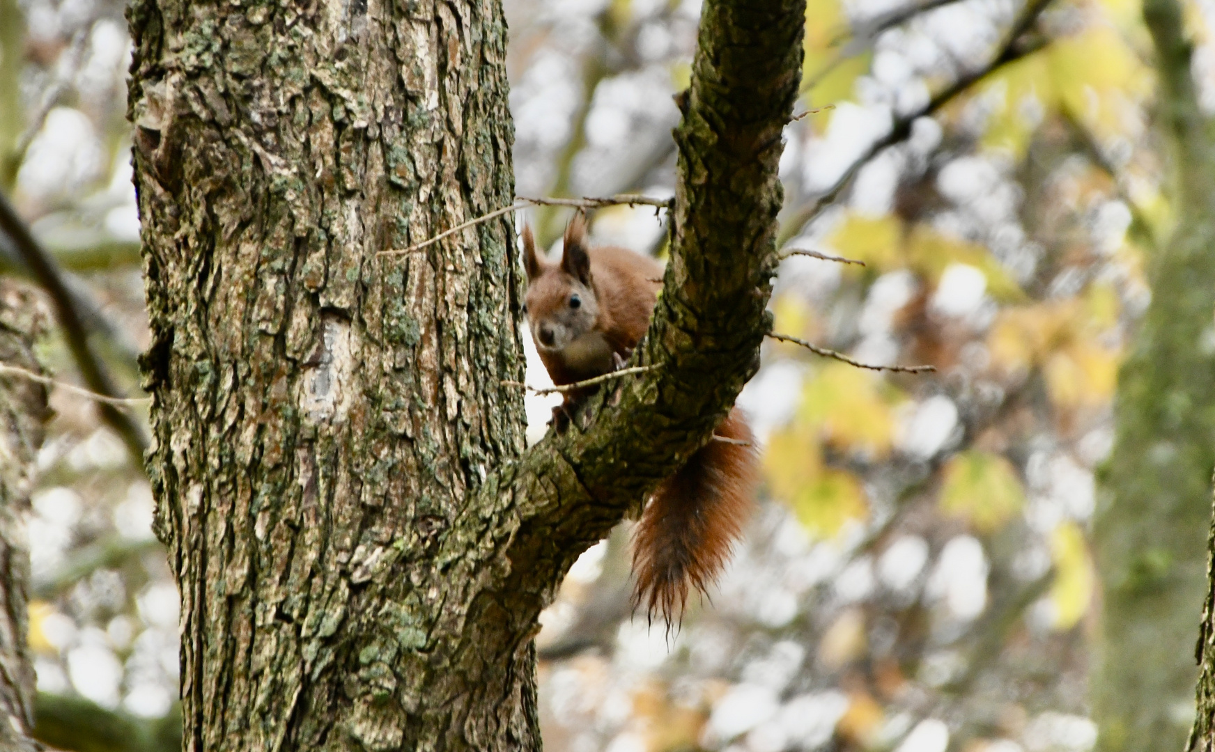 Eichhörnchen im Baum