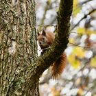 Eichhörnchen im Baum