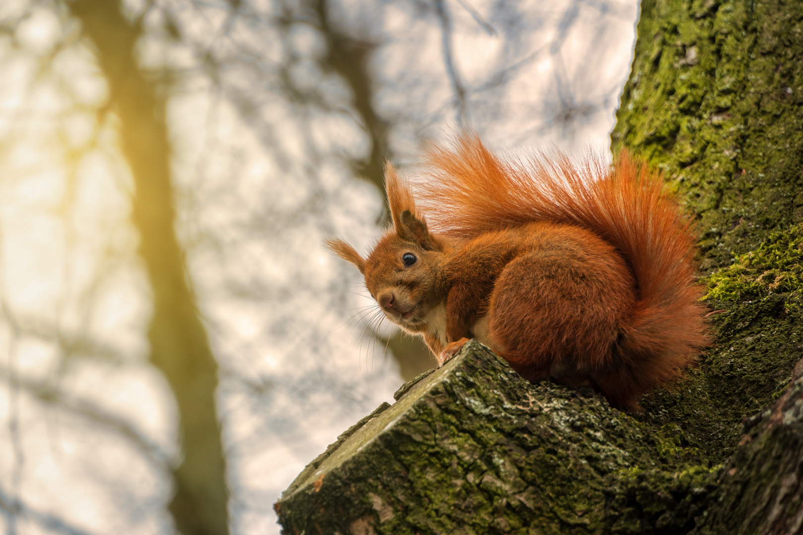 Eichhörnchen im Baum