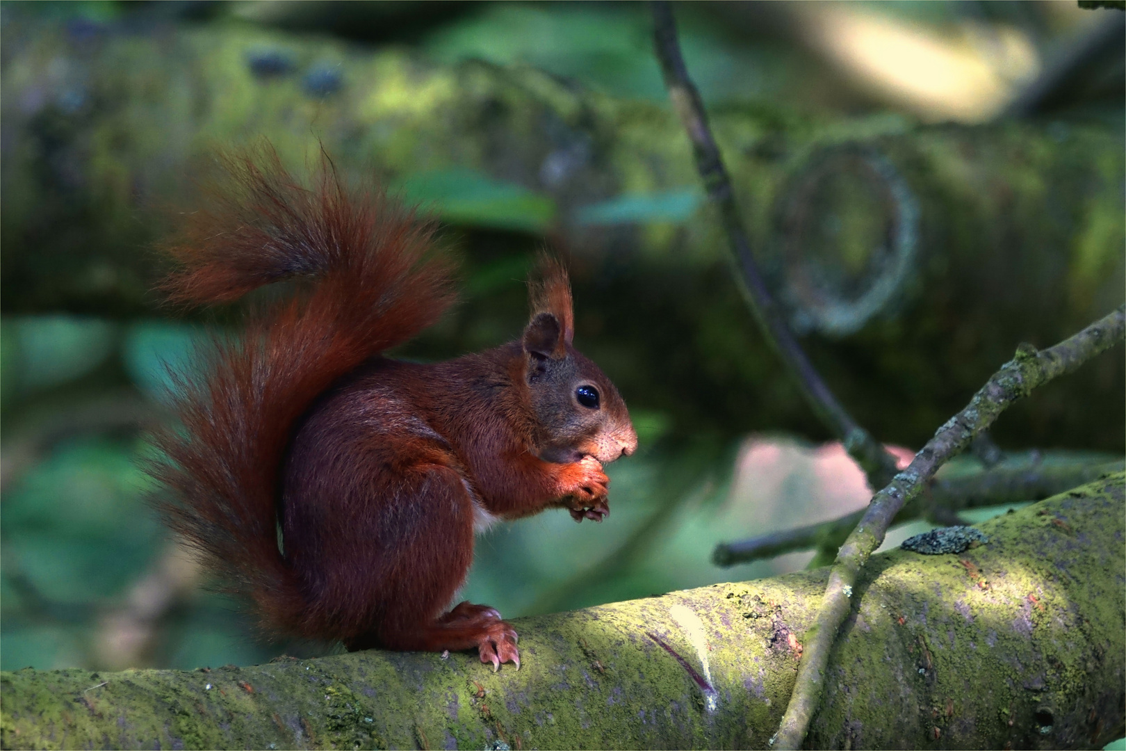 Eichhörnchen im Baum 