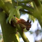 Eichhörnchen im Baum