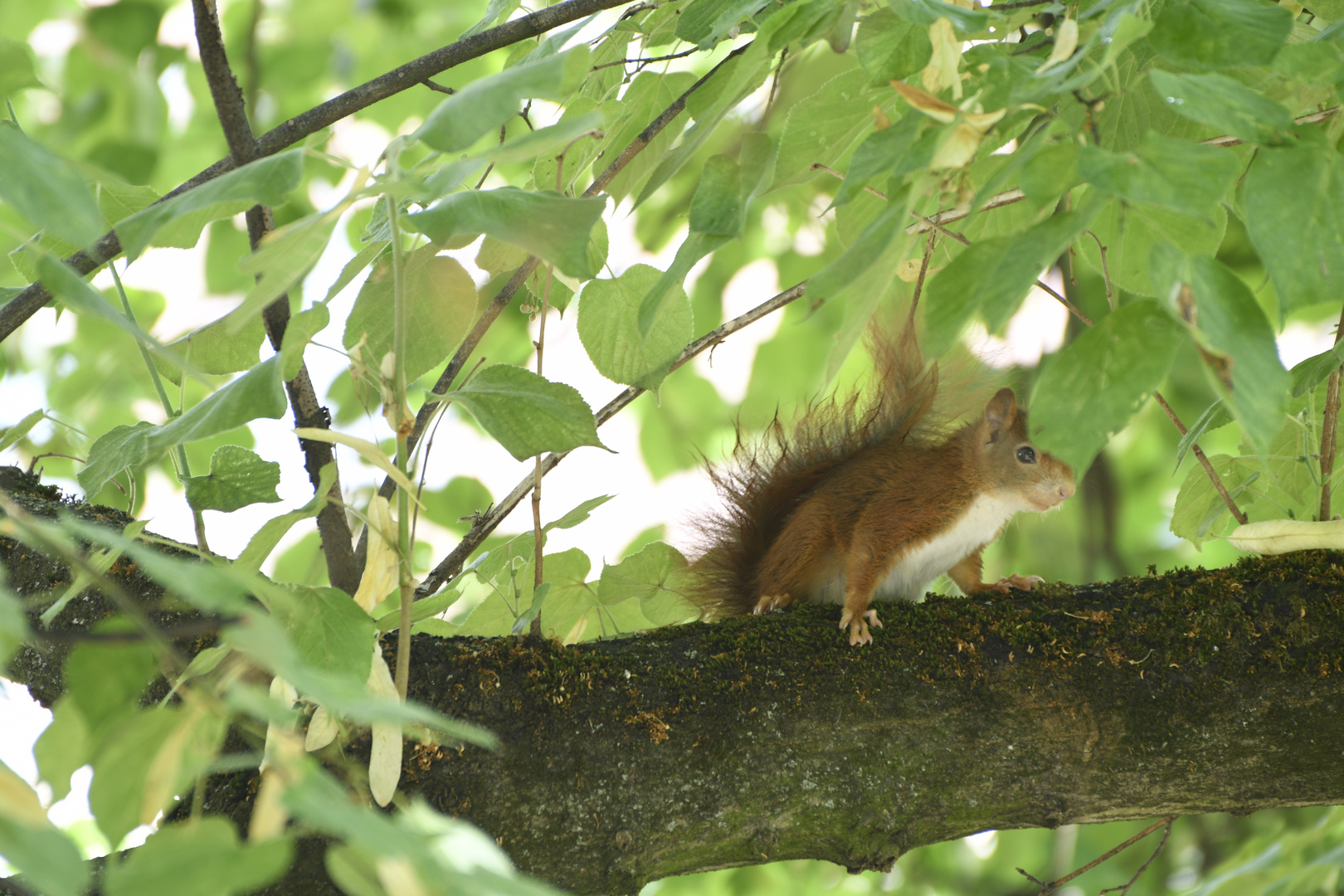 Eichhörnchen im Baum