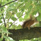 Eichhörnchen im Baum